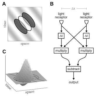 Visual Motion Detection
